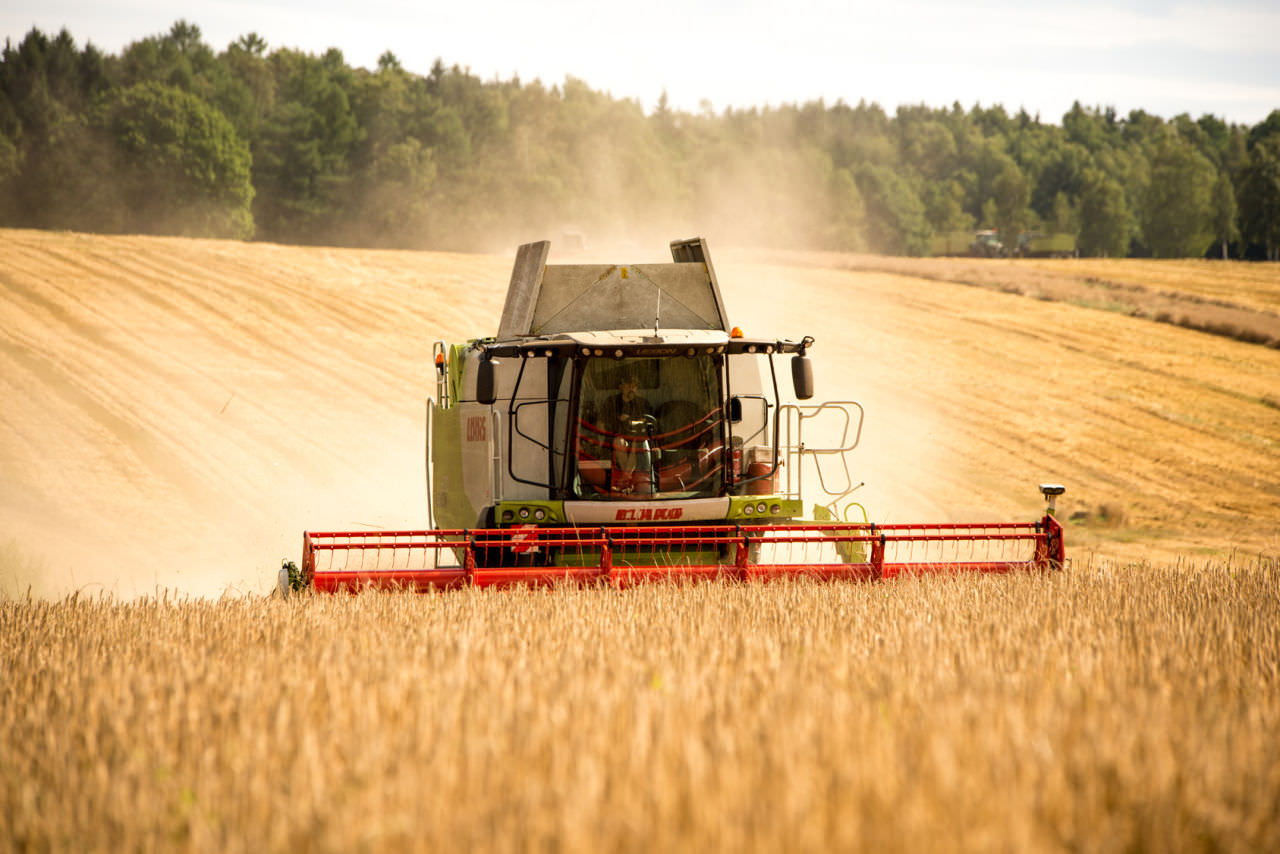 Laut dem heurigen Prüfbericht der AGES sind Kärntens Felder gentechnikfrei.