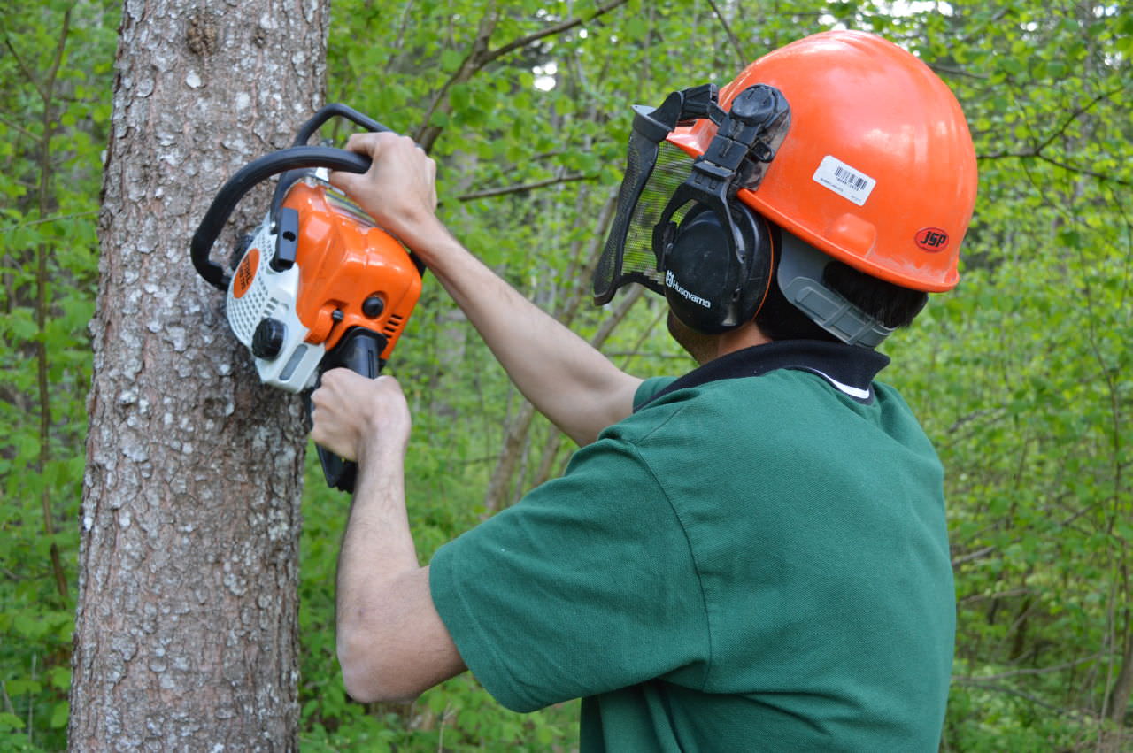 Beim Fällen eines Baumes wurde der bosnische Forstarbeiter von dem Ast getroffen.