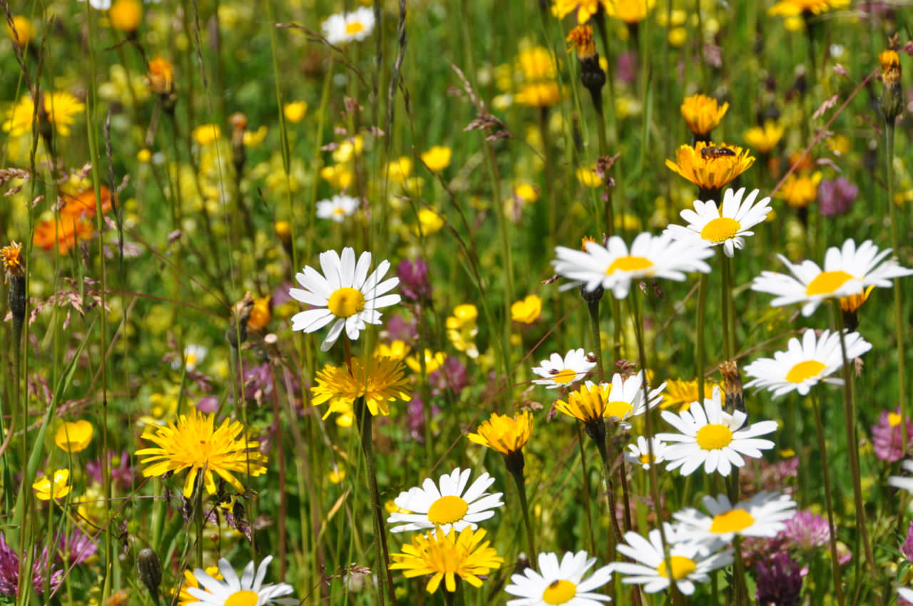 Die Blumenpracht im Frühling kann für Allergiker zur echten Qual werden.