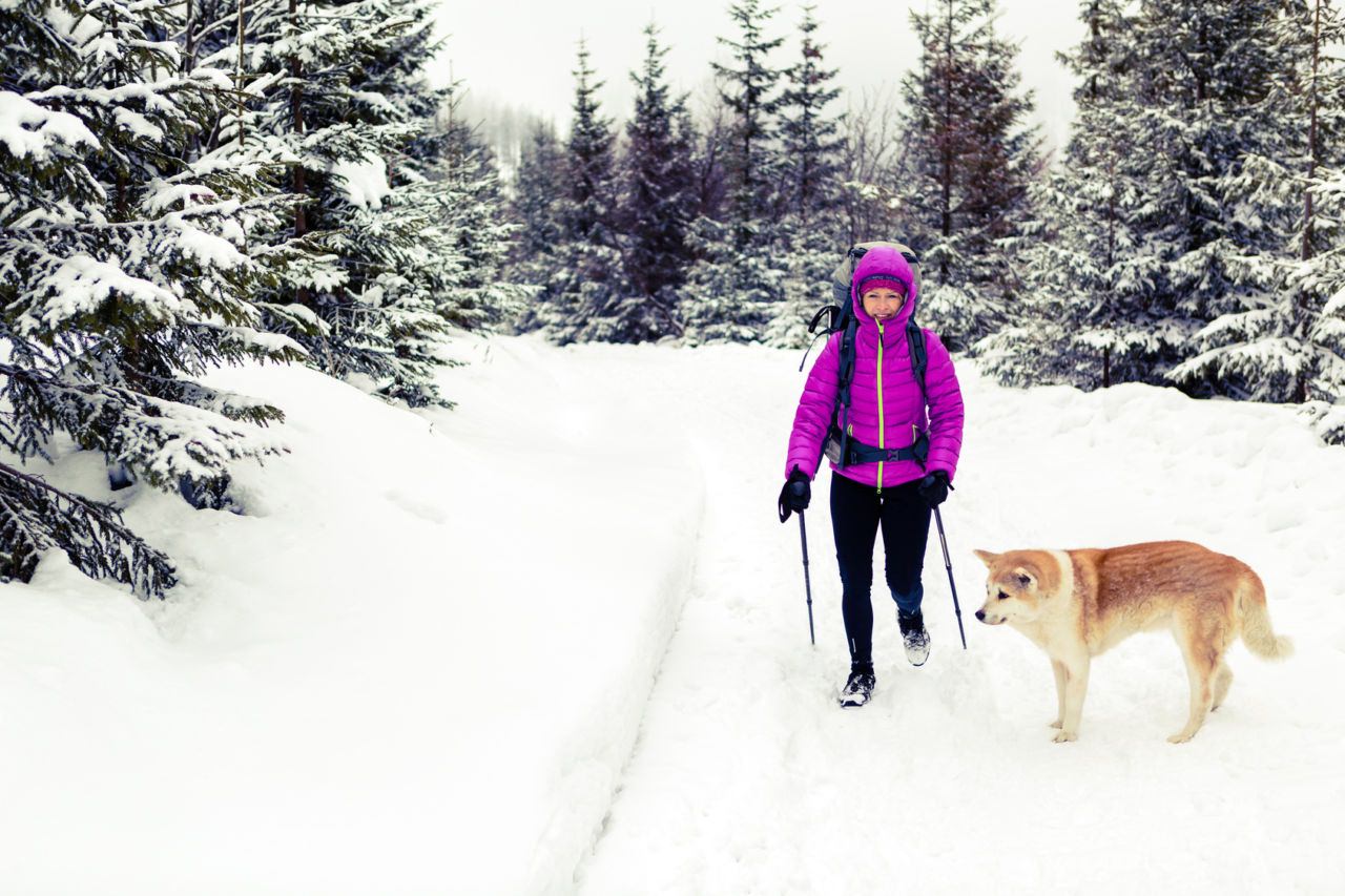 Die meisten Hunde gehen gerne mit auf Winterwanderung. Sie müssen jedoch entsprechend gut<br /> hören, die Höhe vertragen und trittsicher sein, um nicht gefährdet zu werden.