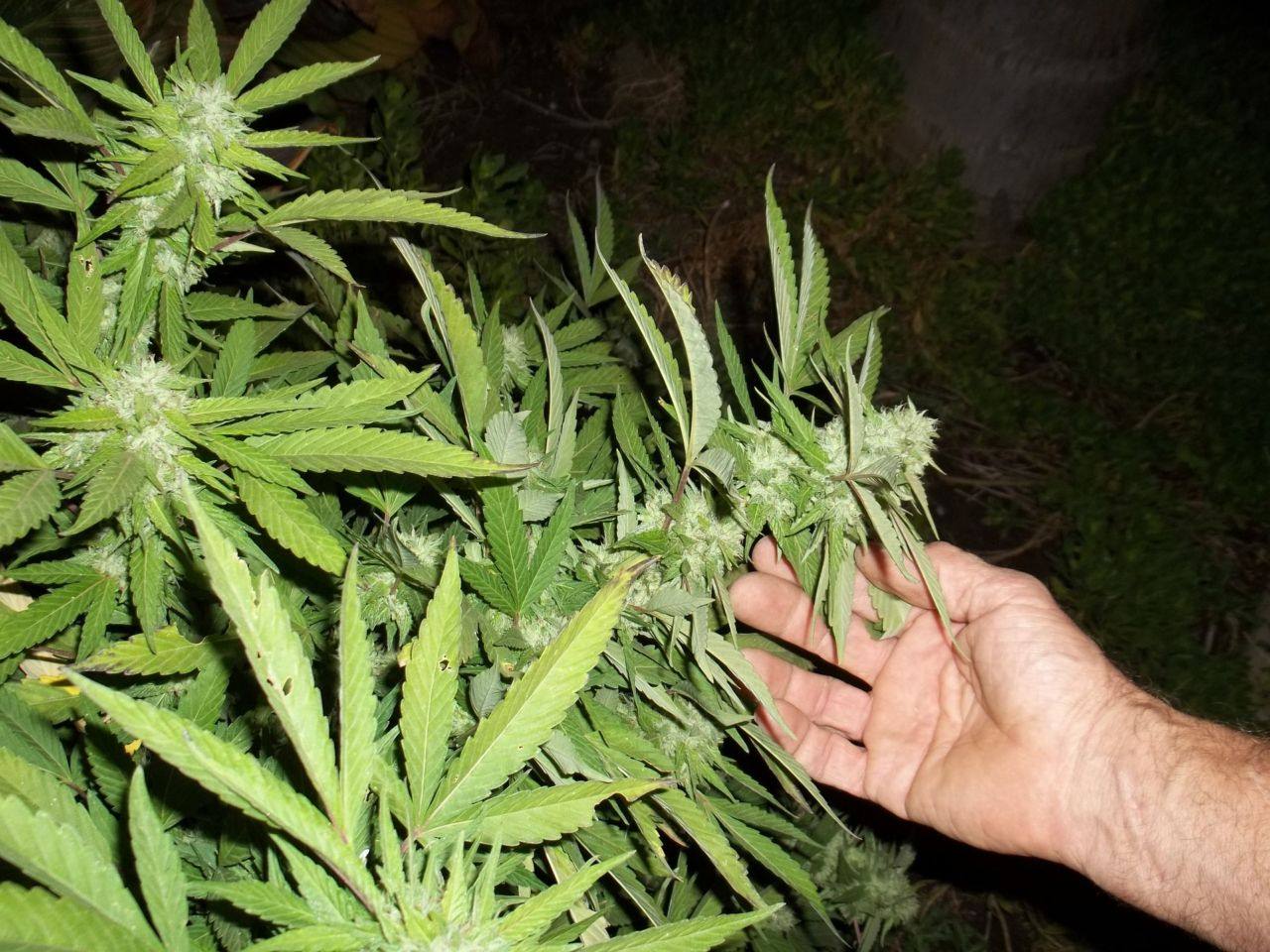 4,2 kg Cannabiskraut wurden von einem Arbeiter aus Villach hergestellt