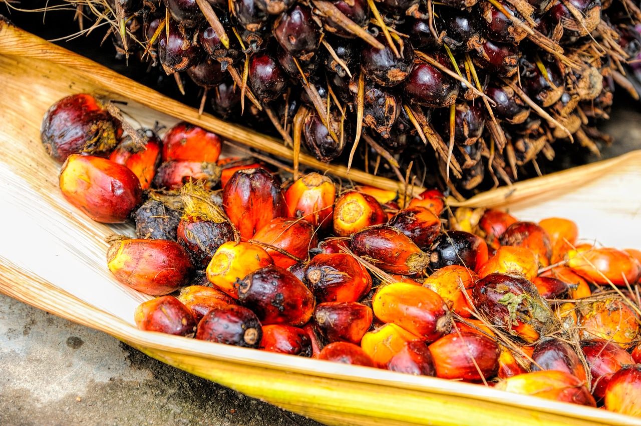 Palmöl wird aus dem Fruchtfleisch der Früchte der Ölpalme gewonnen.