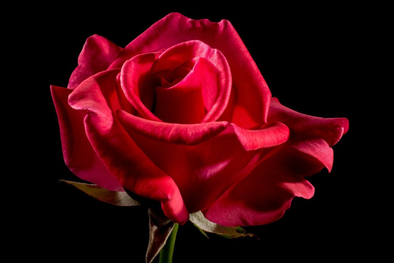 Wir testeten für euch sechs Geschäfte: Wo gibt es Villachs schönste Rose?