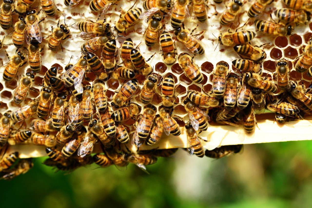 Jedes Bienenvolk muss ordnungsgemäß gemeldet werden.