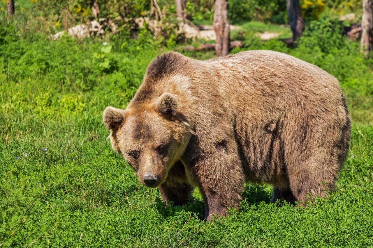 Schon oft wurden in der Gegend um Feistritz Bären gesichtet.