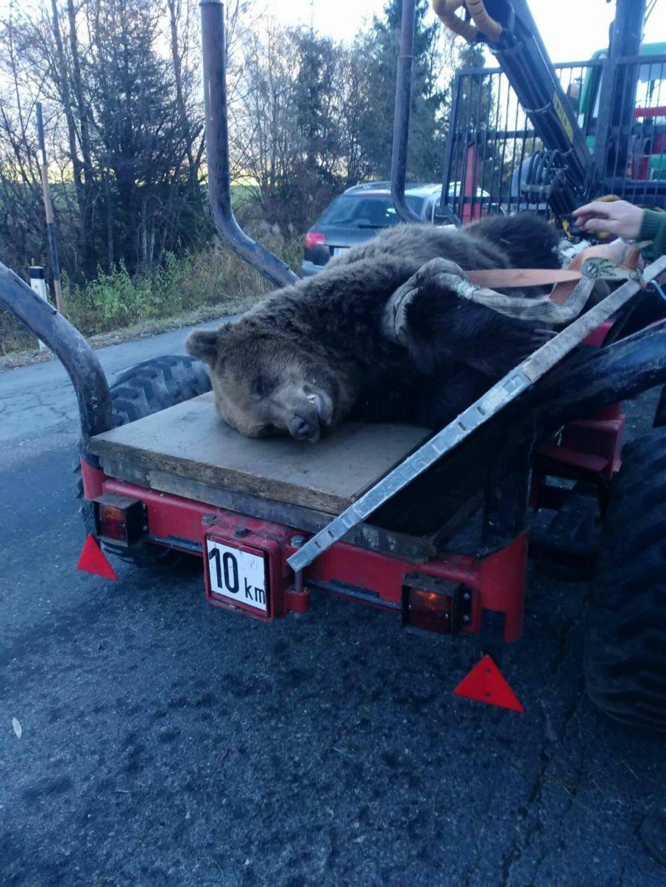 Abtransport des Bären