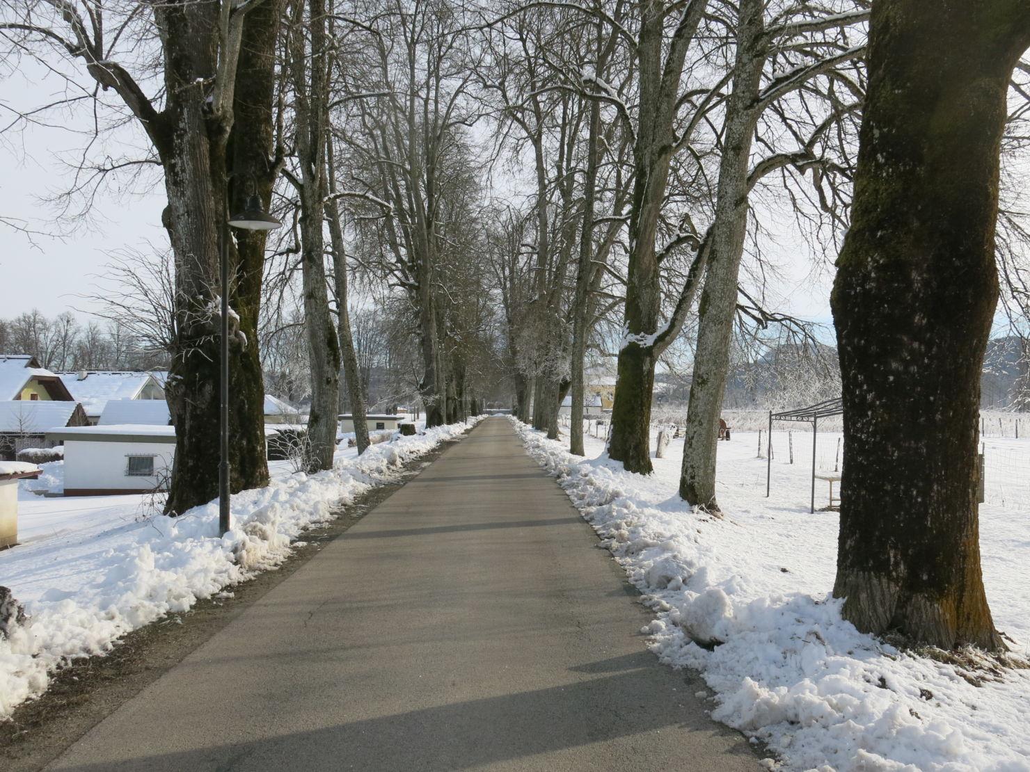 Lindenallee Rosegg im Februar 2018: die alten Bäume stehen nicht nur an einer stark frequentierten Straße, sondern auch neben einer Siedlung.