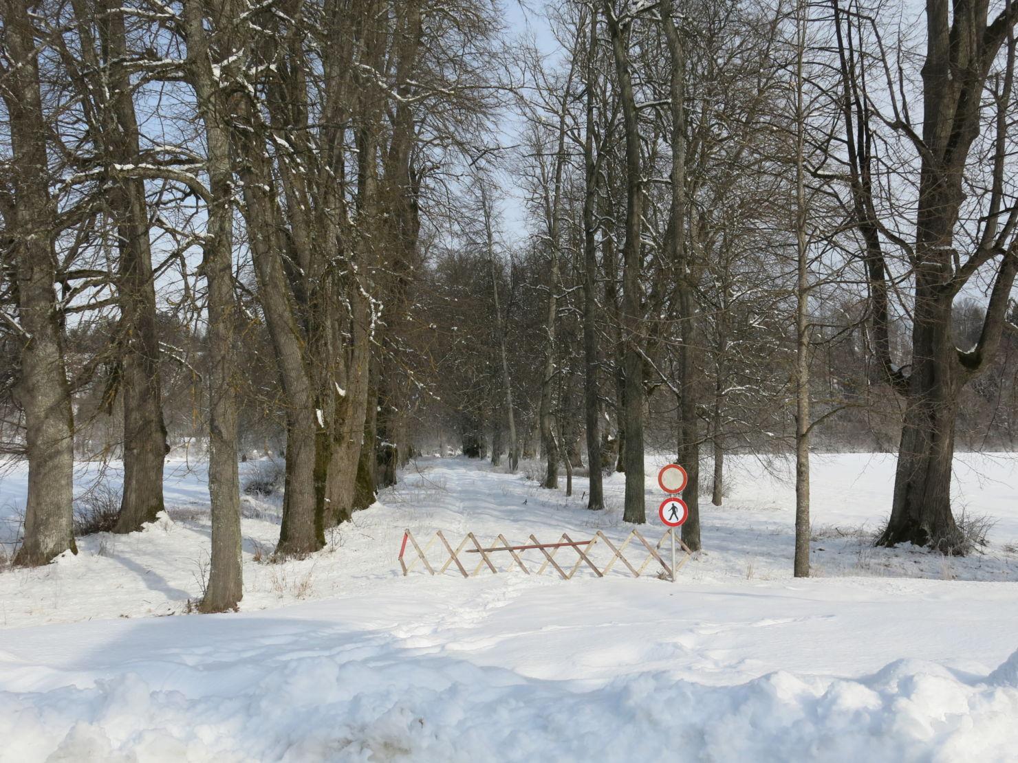 Die vierreihige Allee zwischen Schloss und Drau ist seit Mai 2015 aus Sicherheitsgründen komplett gesperrt. Sie war bei Spaziergängern beliebt.