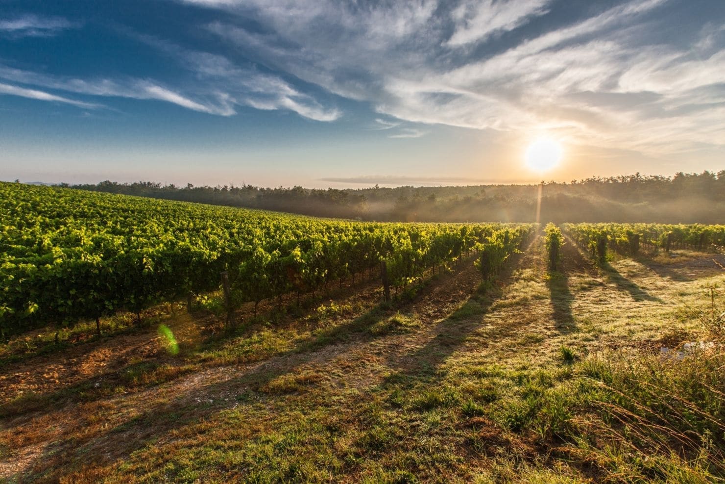 Moldawien ist eines der größten Weinanbauländer.