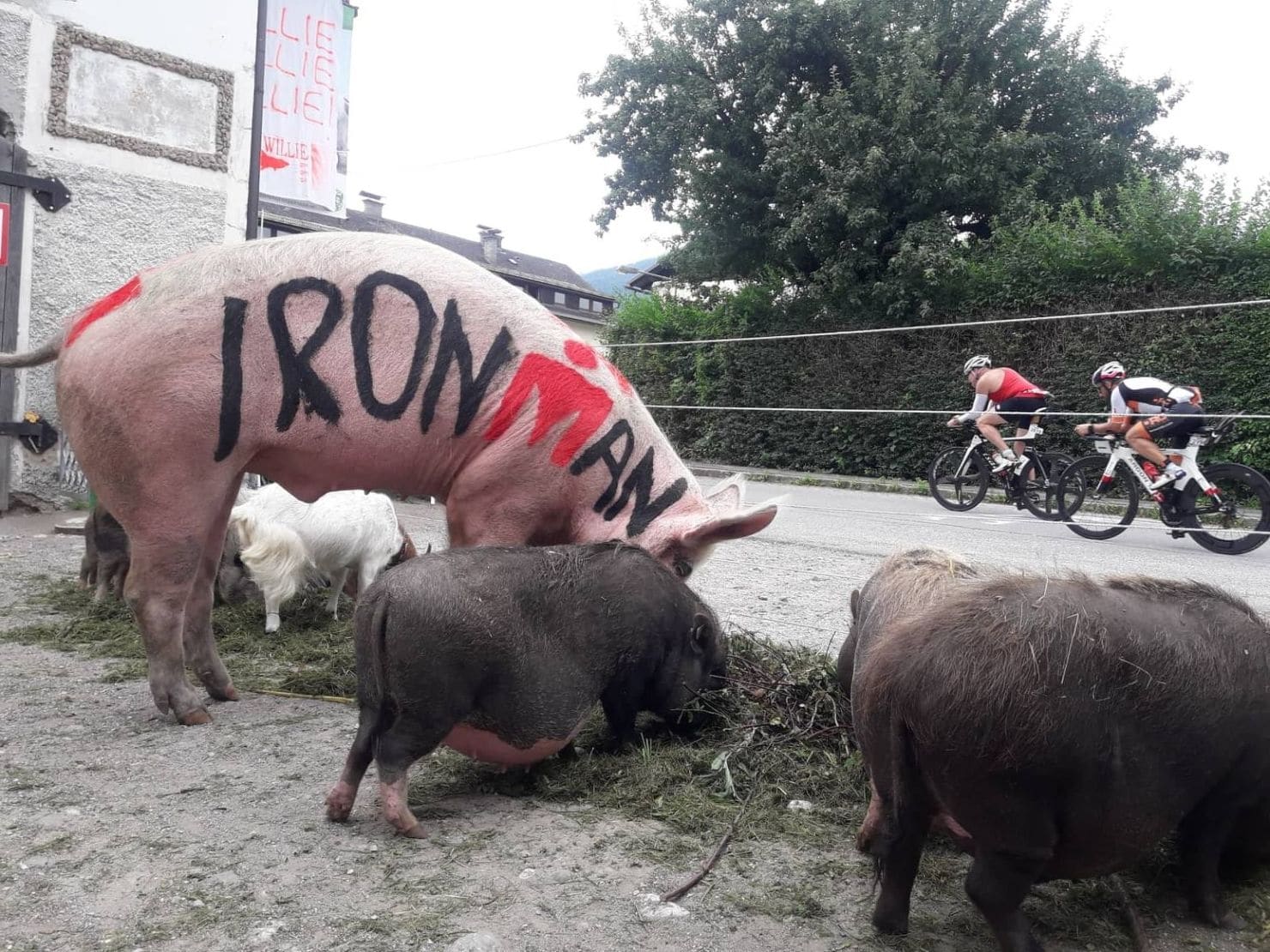 Schwein Schnitzel feuert die Ironman Teilnehmer an