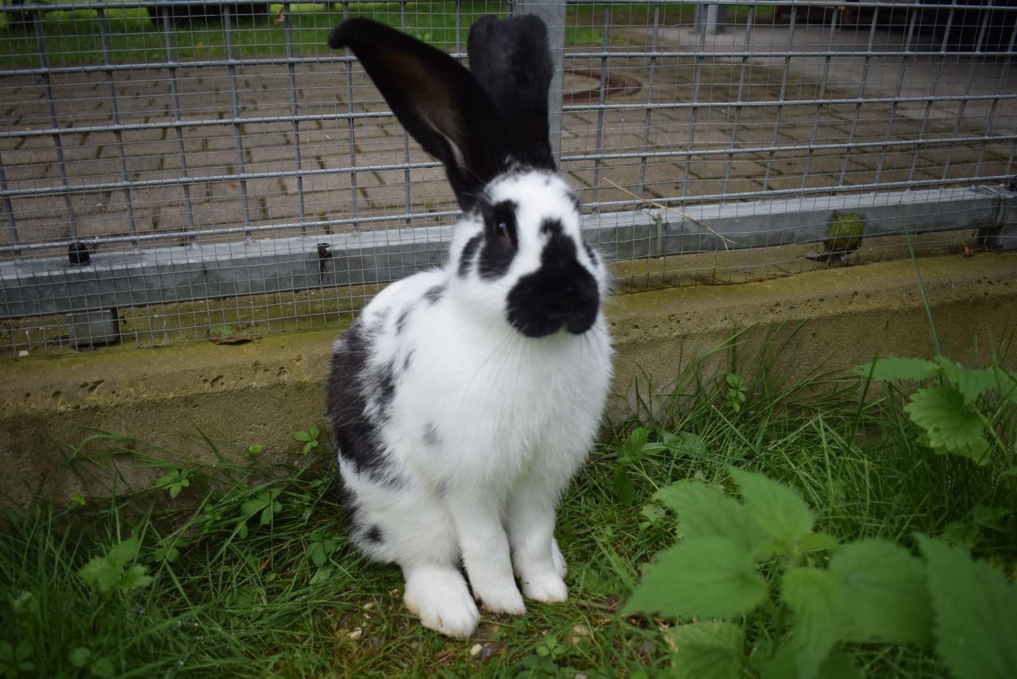 Kaninchen aufgefunden: Es wartet im Tierheim auf seinen Besitzer.