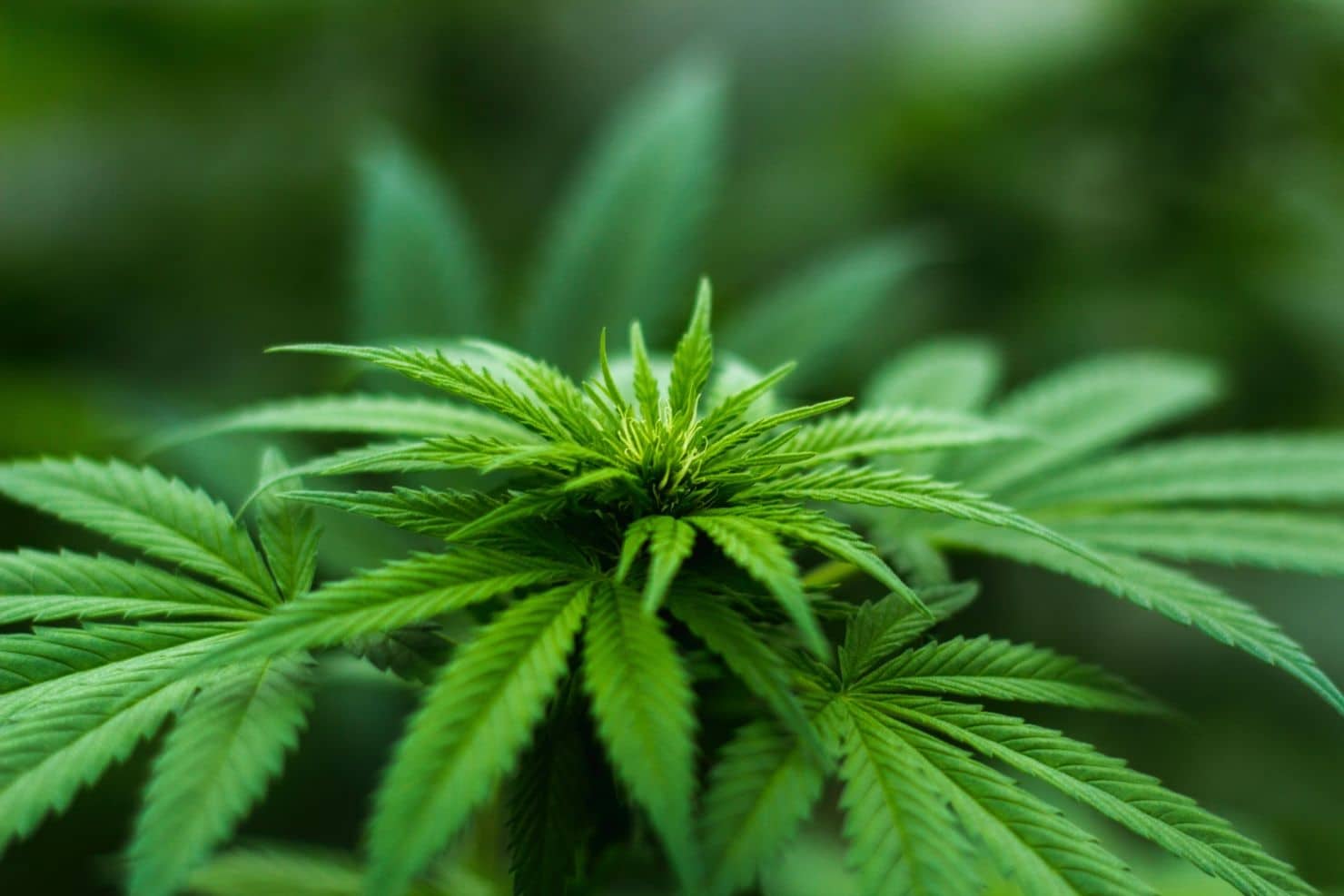 Cannabis ist in vielen Ländern bereits legalisiert, in Österreich ist das Suchtmittel weiterhin verboten.