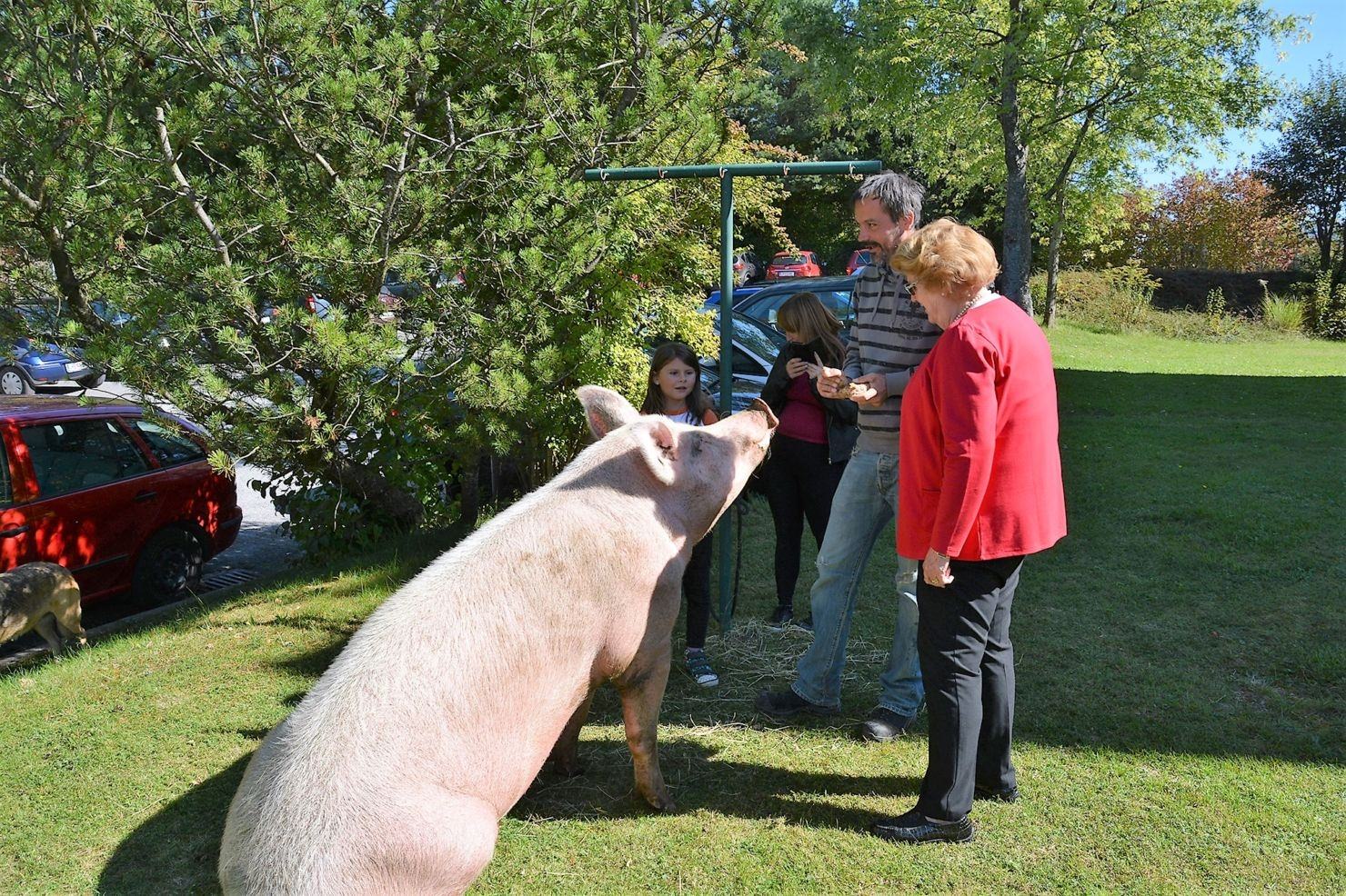 Schwein muss man haben – und in diesem Fall ein großes, das für Unterhaltung im
Streichelzoo sorgte.