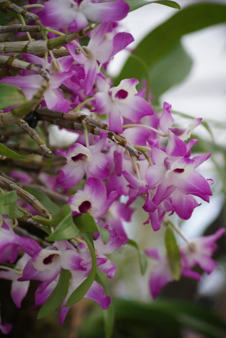 Eine Orchidee mit rund 2.000 Blüten wird ausgestellt werden.