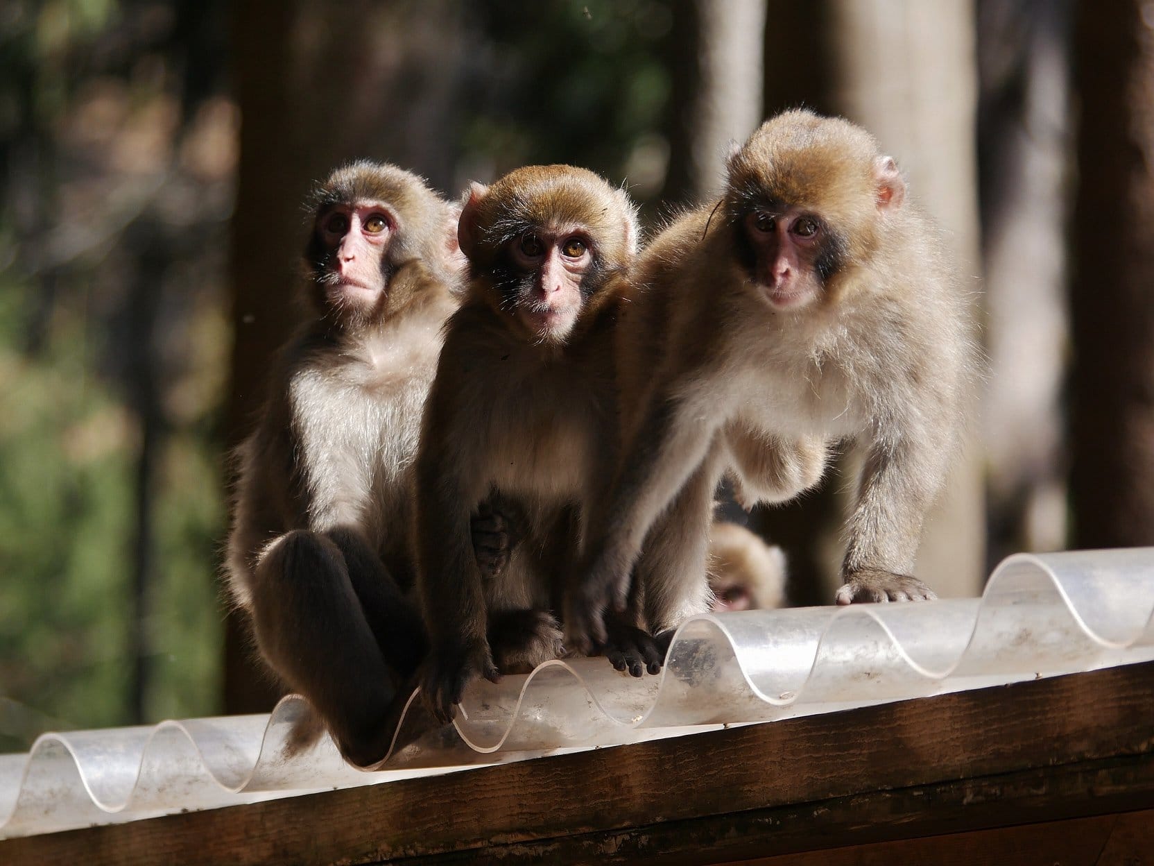 Besonders die weiblichen Affen sind von der Klimaveränderung betroffen