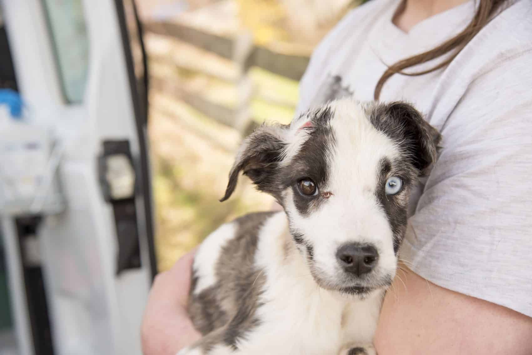 Züchterin gesteht Überforderung - Freiwillige Abgabe weiterer Hunde an das TIKO - Tierschutzkompetenzzentrum