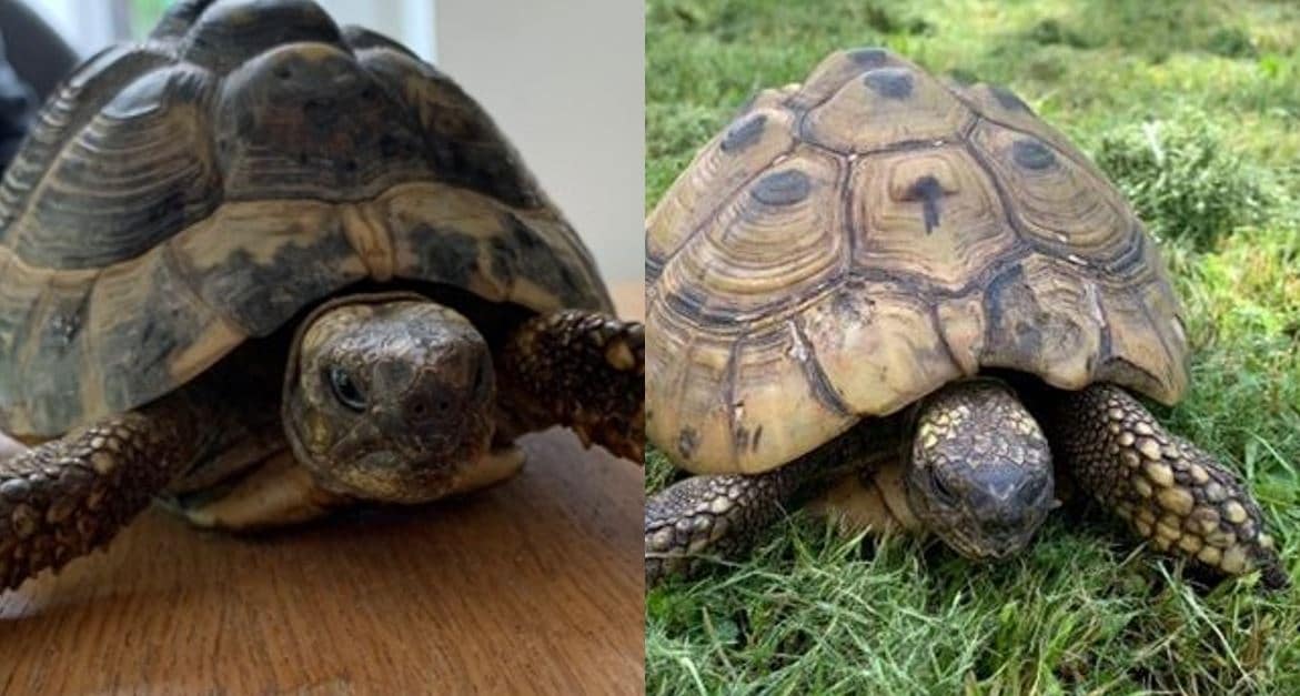 Diese beiden Landschildkröten suchen ein neues Zuhause. 