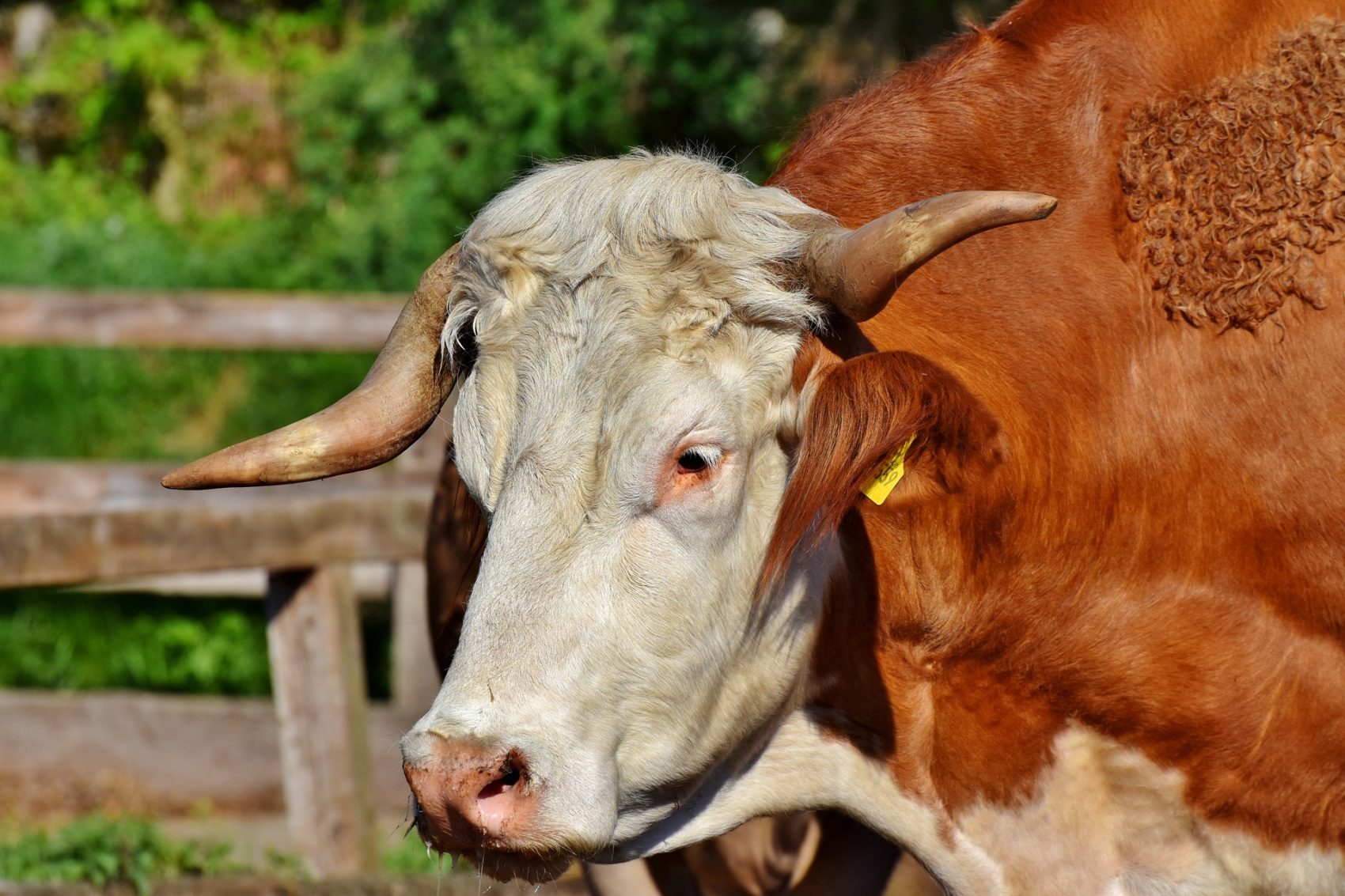 Der Landwirt wollte den Stier im Stall seines Nachbarn einfangen, wurde vom Tier jedoch attackiert und unbestimmten Grades verletzt.