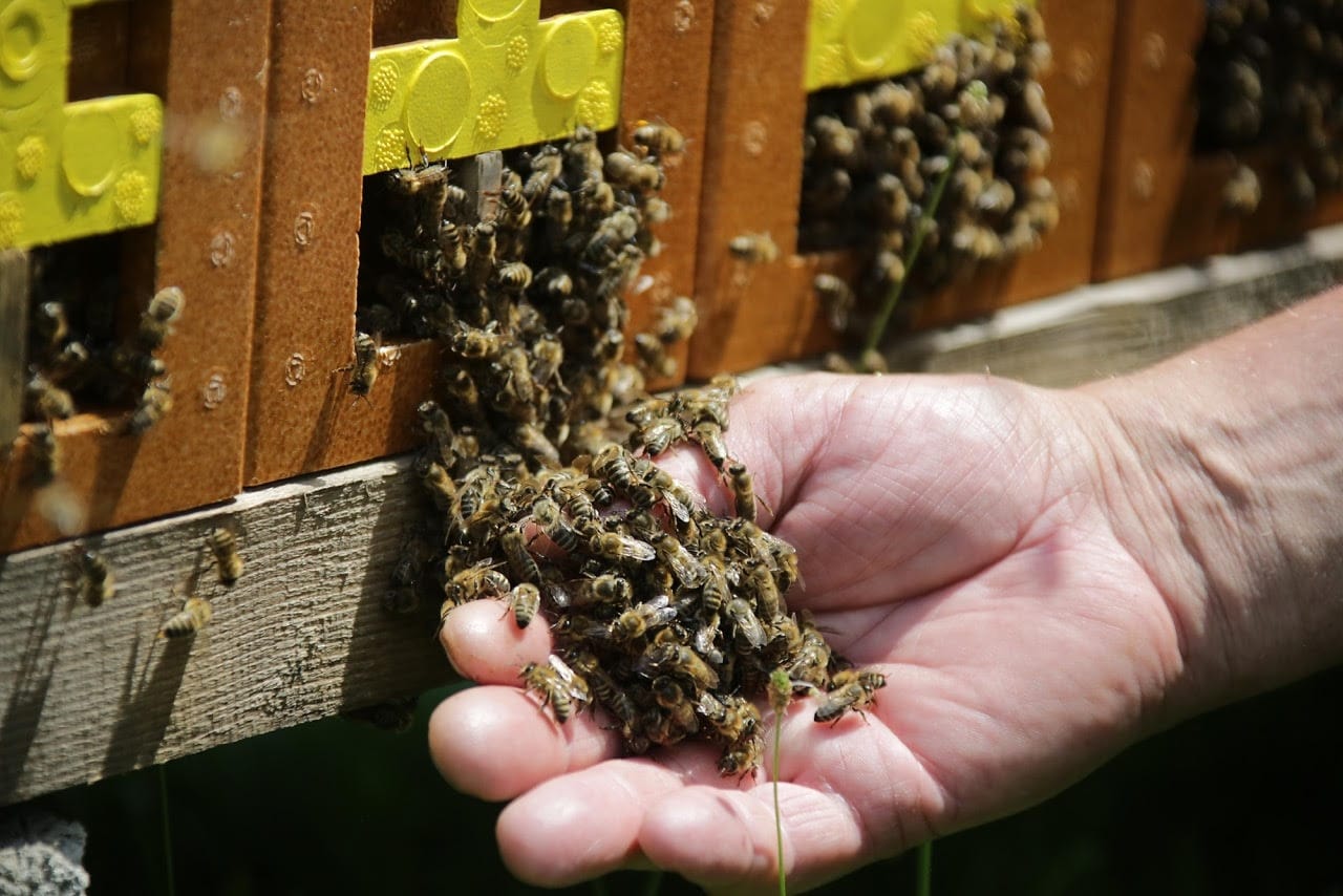 Die Honigbienen sind die Hauptdarsteller des besonders süßen Honigfestes.