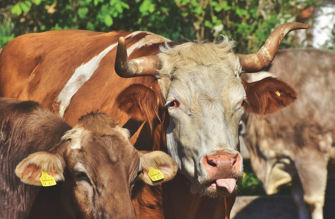 Beim Versuch, zwei kämpfende Kühe zu trennen, zog sich ein Landwirt heute Verletzungen im Kopfbereich zu.