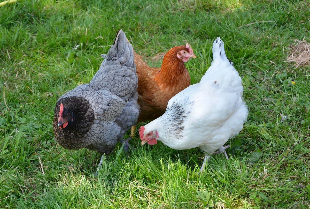 Um der Ausbreitung der Vogelgrippe in Kärnten vorzubeugen, gibt es ab Montag neue Regelungen für Geflügel-haltende Betriebe.