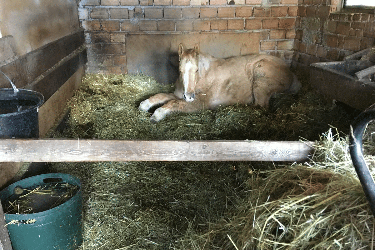 17 Jahre lang hatte man das Pferd in der Garage eingeschlossen. Seine Retterfamilie bescherte ihm ein neues Leben.