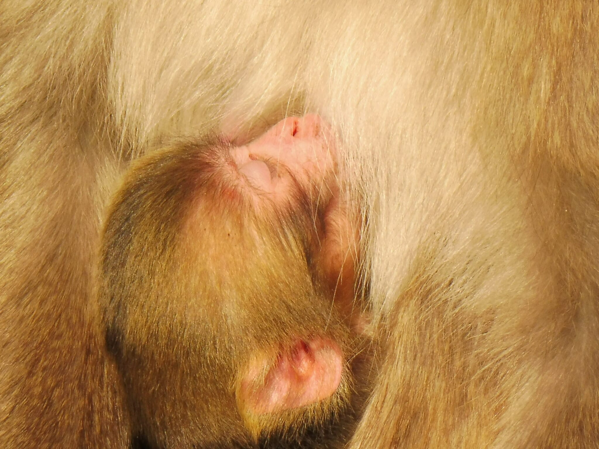 Drei junge Affen wurden heute am Affenberg geboren. 