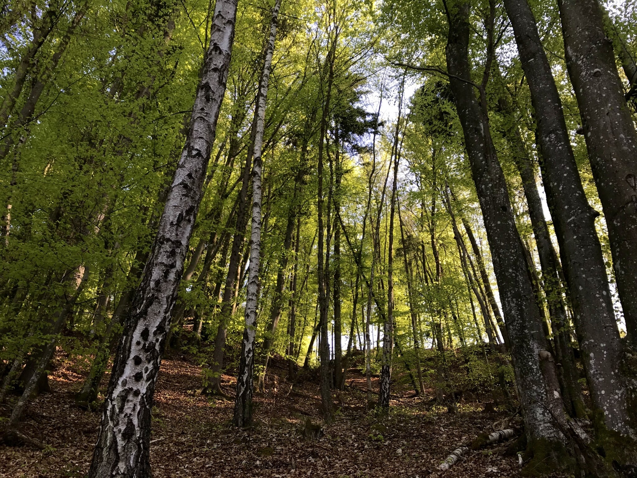 In einem Wald in Krumpendorf wurde am Freitag ein Rumäne in einem provisorischen Unterschlupf angetroffen.