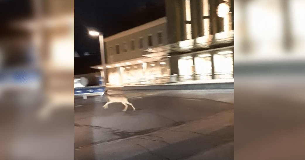 In den frühen Morgenstunden spazierte das kleine Bambi über die Zeidler-von-Görz-Straße in Richtung Hauptbahnhof.