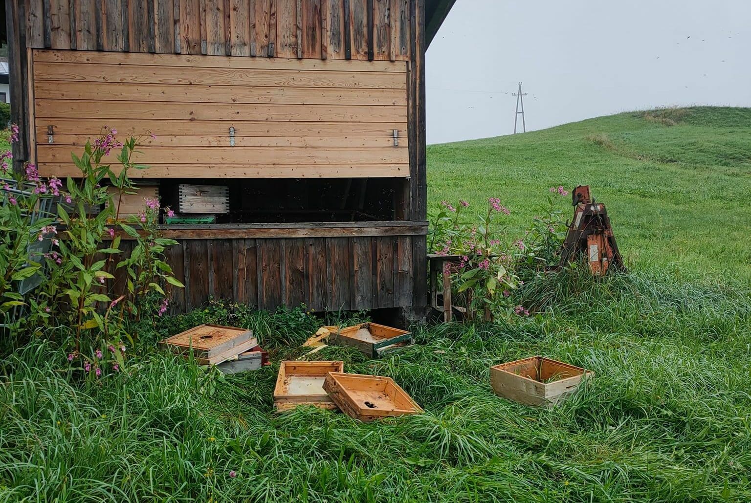Um an den Honig zu gelangen, hat der Bär die Bienenhütte beschädigt. 
