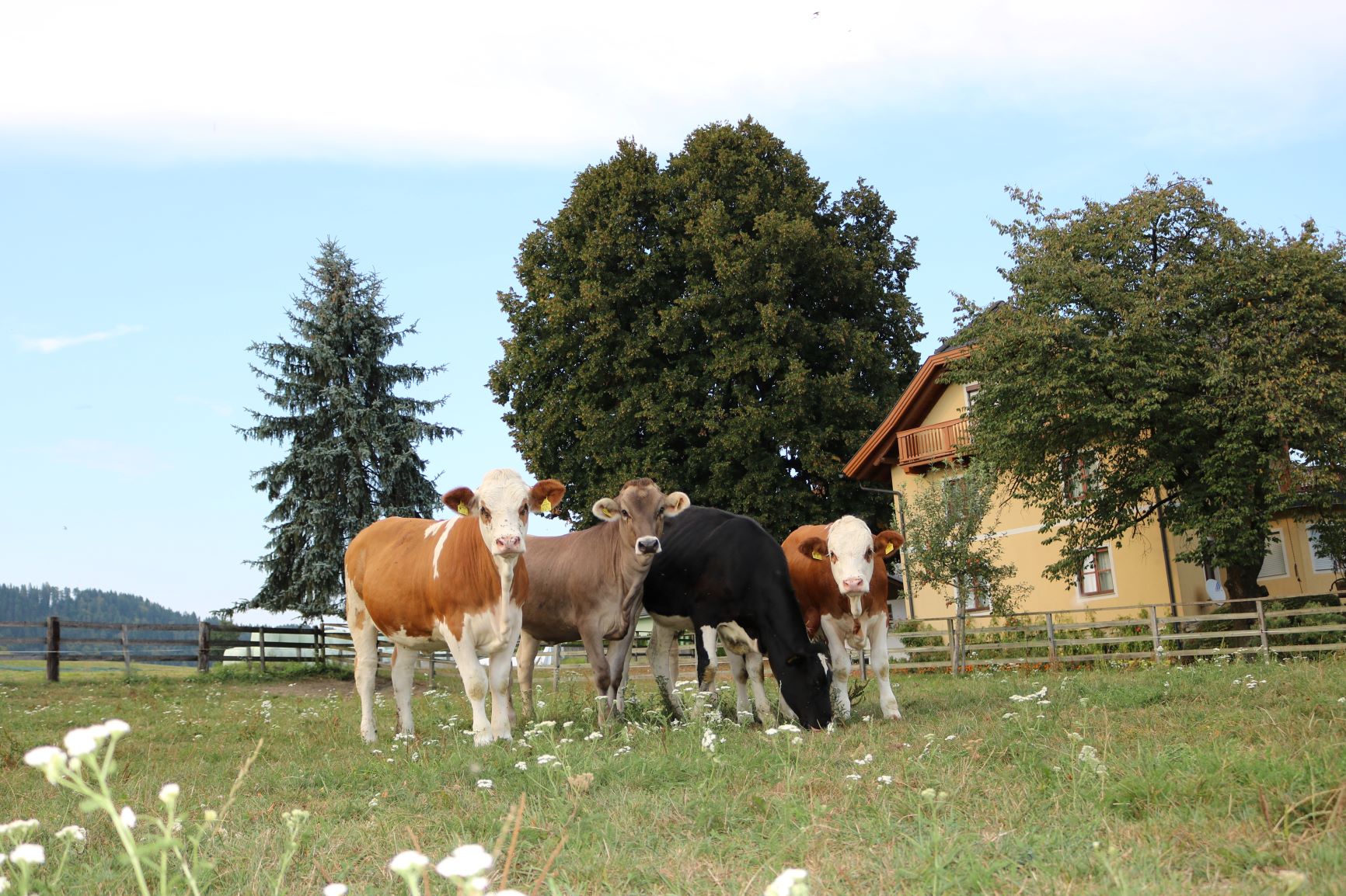 17 Rinderrassen unter einem Dach. Am Foto Fleckvieh, Braunvieh und Holstein.