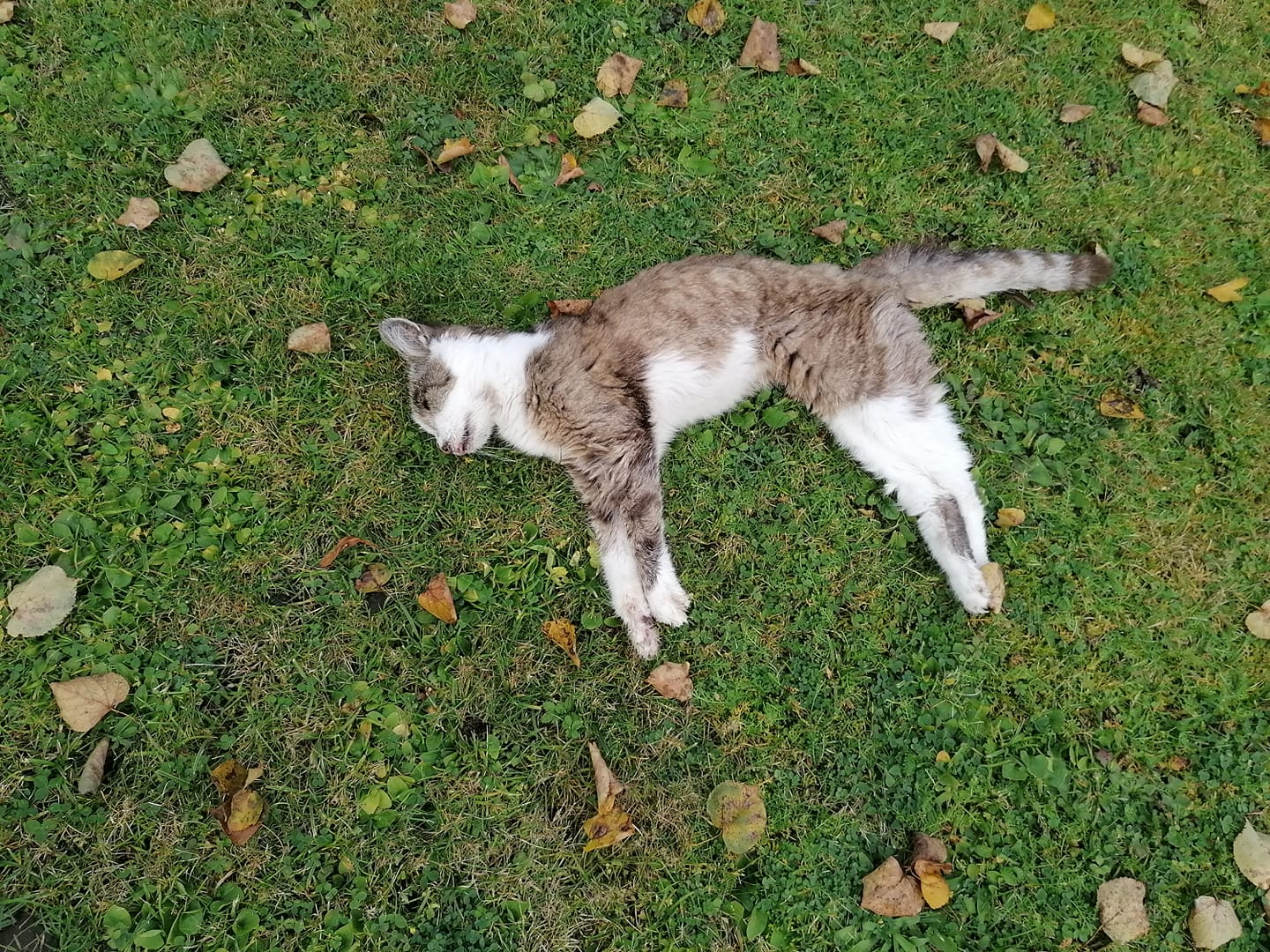 Eine 5-Minuten-Leserin fand gestern die stark geschwächte Katze in ihrem Garten und informierte die Tierrettung.