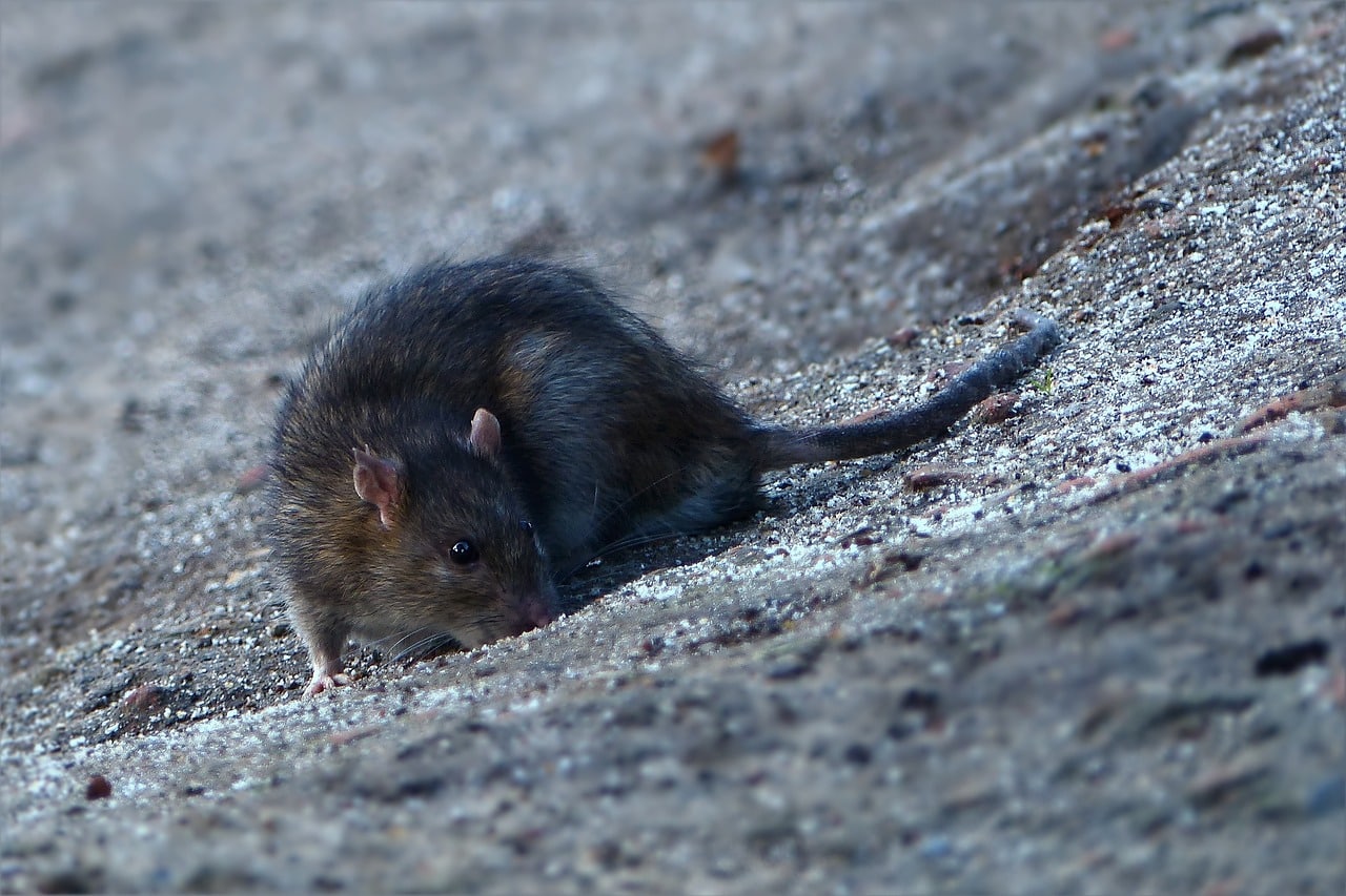 Auch Ratten werden von den Essensresten angezogen.